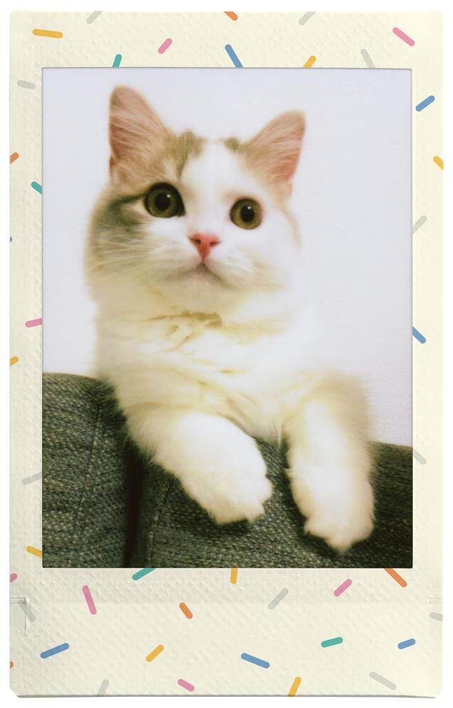 FUJIFILM Instant Camera Instax Film 10 шт. Pattern INSTAX MINI SPRINKLES WW 1 (Фото слайд)