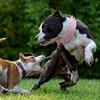 Ошейник для собак с шипами для средних и крупных пород L-3XL Pitbull Mastiff Boxer PU кожаный ошейник для больших собак 4 цвета