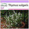 Тимьян обыкновенный - 200 семян - Thymus vulgaris
