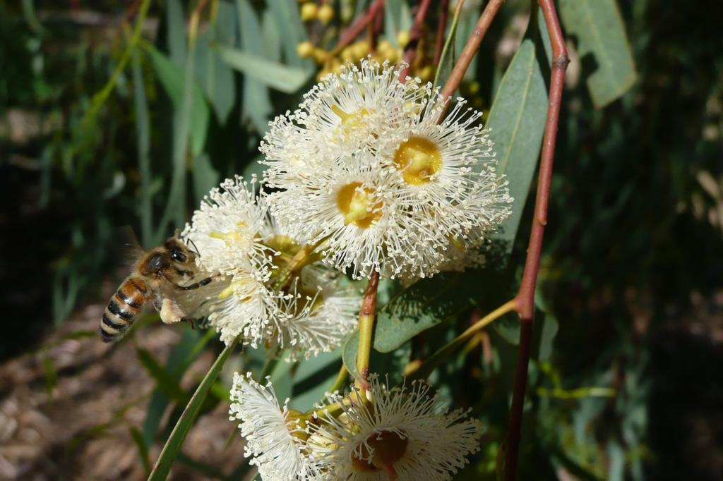 SAFLAX River Red Gum - 200 семян - Eucalyptus camaldulensis