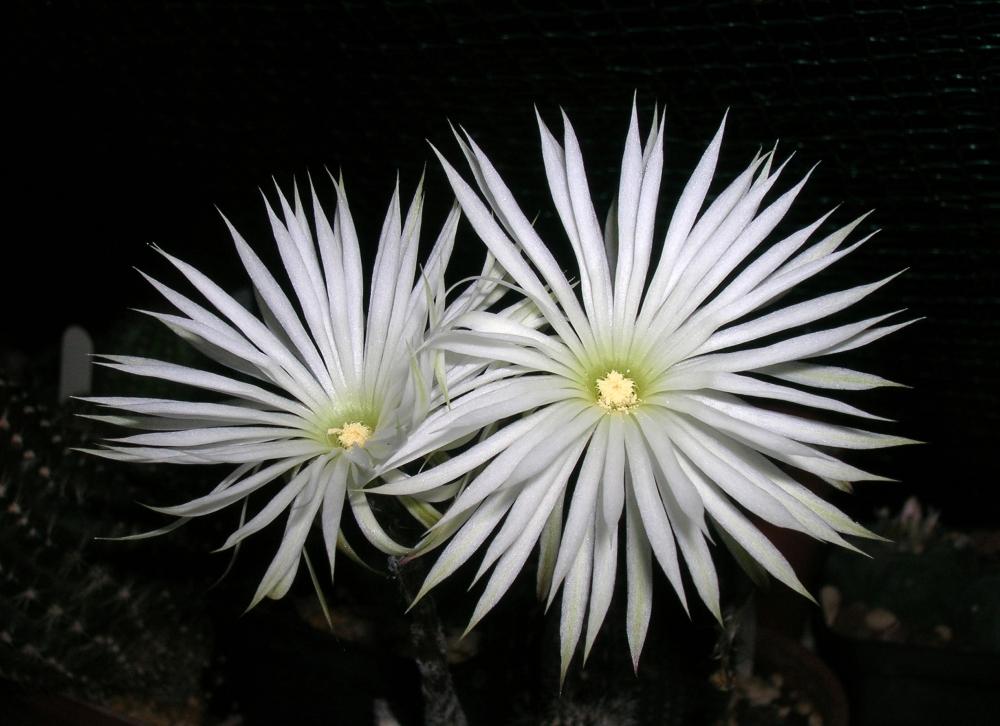 SAFLAX Garden in the Bag - Flower of Adoration - 40 семян - С субстратом в подходящем пакете - Echinopsis mirabilis