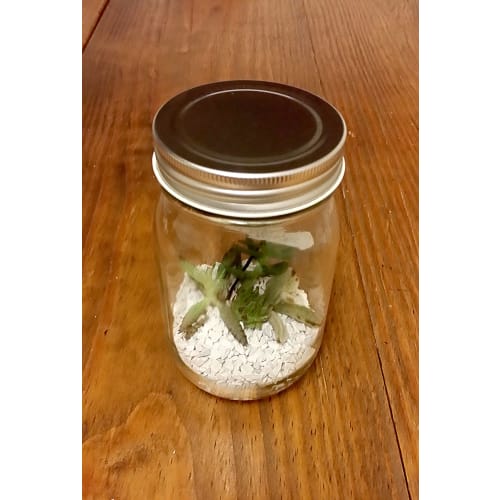 Aderia Silver Cap Storage Jars, 450mm, Set of 6, Glass Storage Containers, Canisters, Airtight Containers for Condiments, Coffee, and Beans, M6579