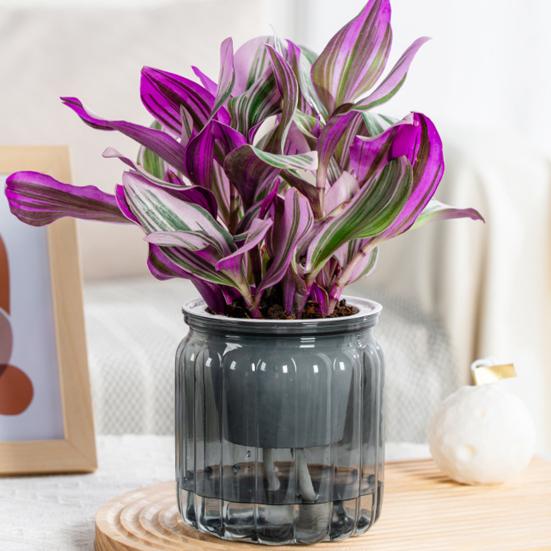 Цветочный горшок с дренажными отверстиями, отверстием для залива воды, автоматическим самополивом, гидропонный цветочный горшок, прозрачное основание, контейнер для растений