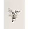 Vintage Hummingbird Sketch Bird Animal Drawing Illustration Poster Canvas Painting Print Wall Art Pictures Home