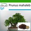 Bonsai - Mahaleb Cherry - 30 Seeds - With Potting Substrate for Better Cultivation - Prunus Mahaleb