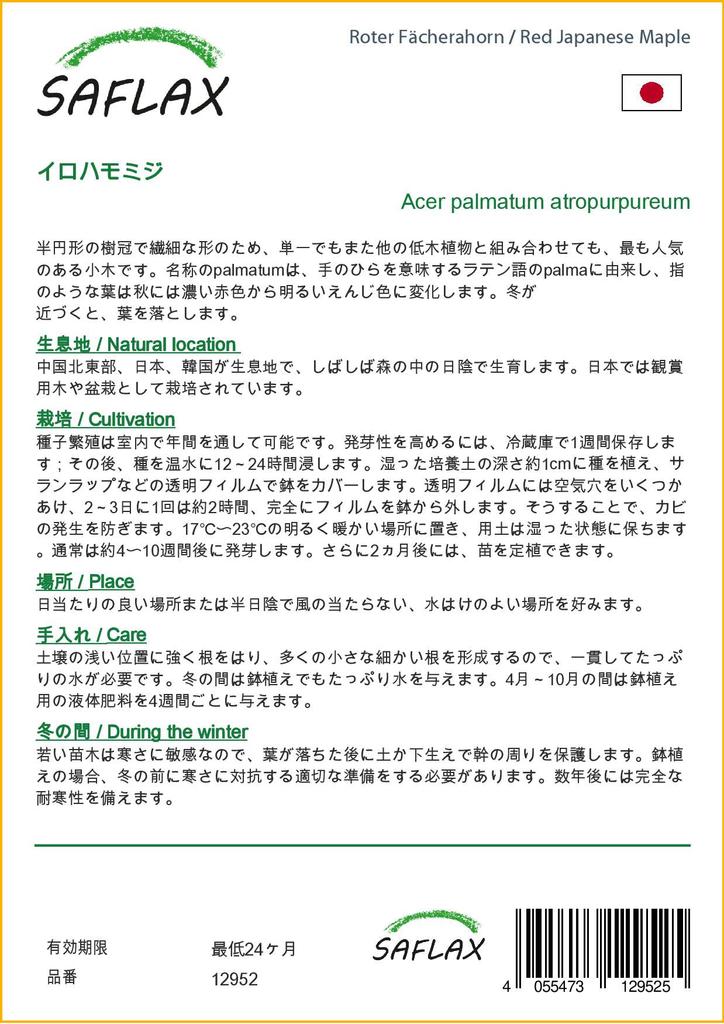 SAFLAX Клен японский красный - 20 семян - Acer palmatum