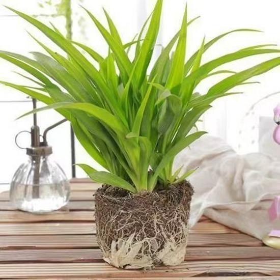 Golden Edge Spider Plant - Air-Purifying Potted Greenery for All Seasons