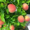 CO&LO 1Pc Potted Artificial Peach Fruit Tree Bonsai Home Garden Desktop Decor Prop