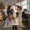 Australian Shepherd,pattern Flannel Blanket, High quality Comfortable for All Seasons, Home Decor, Warmth and Comfort, Perfect for Gifts.