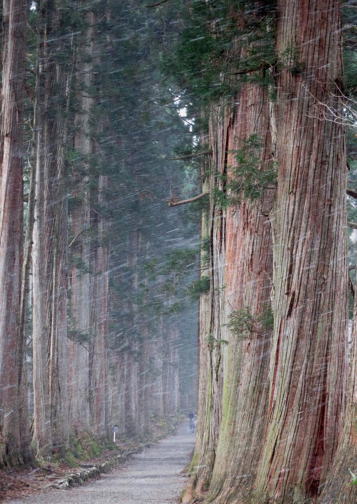 Canon PowerShot S100 Silver Digital Camera with 24mm Wide 5x Optical and a TFT LCD Color Monitor (PSS100(SL)) 12.1 Megapixels, Angle, Zoom, 3.0-inch