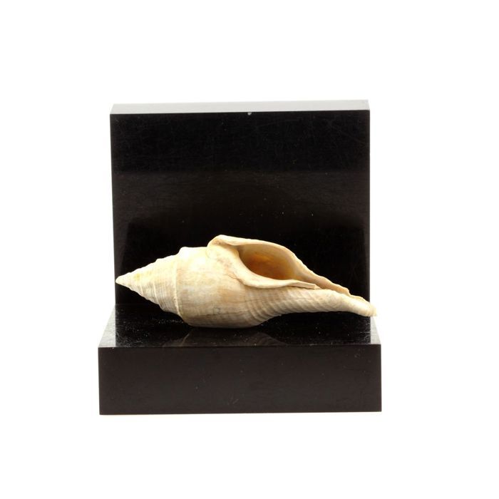 Pierres et Minéraux. Clavilithes noae. 138.00 ct. Damery, Marne, France.