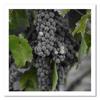 Canvas print, Grapes