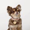 Charm Leather Dog Small Medium Dogs Genuine Cow Adjustable Going Out Monchéri [Heart Collar] Collar, Dogs, (М/Слоновая кость), Кожа, Легкий, Размер,