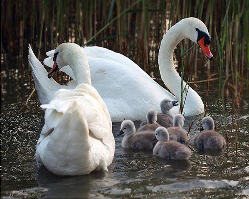 Алмазная живопись утки цветы кошка стразы 5D DIY Алмазная вышивка полный набор небесный пейзаж вышивка крестиком Алмазная мозаика подарок ручной работы