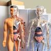 3D-комплект анатомических моделей органов человеческого скелета для детей, обучающие модели для детей, съемная имитационная модель для самостоятельной сборки органов
