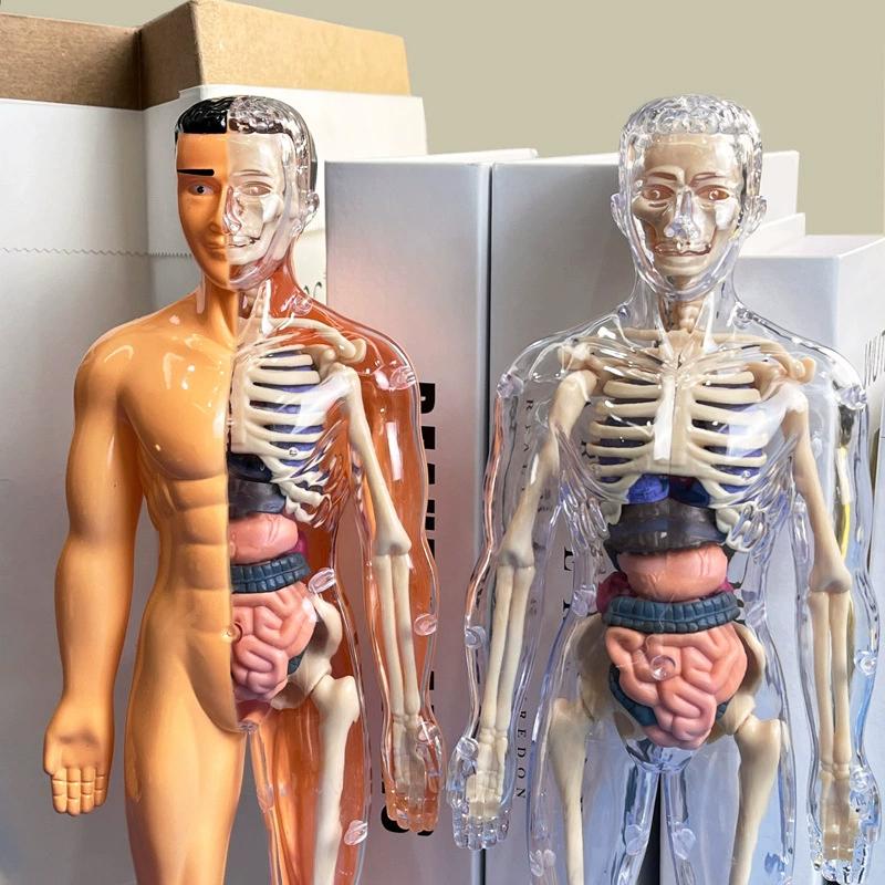 3D-комплект анатомических моделей органов человеческого скелета для детей, обучающие модели для детей, съемная имитационная модель для самостоятельной сборки органов