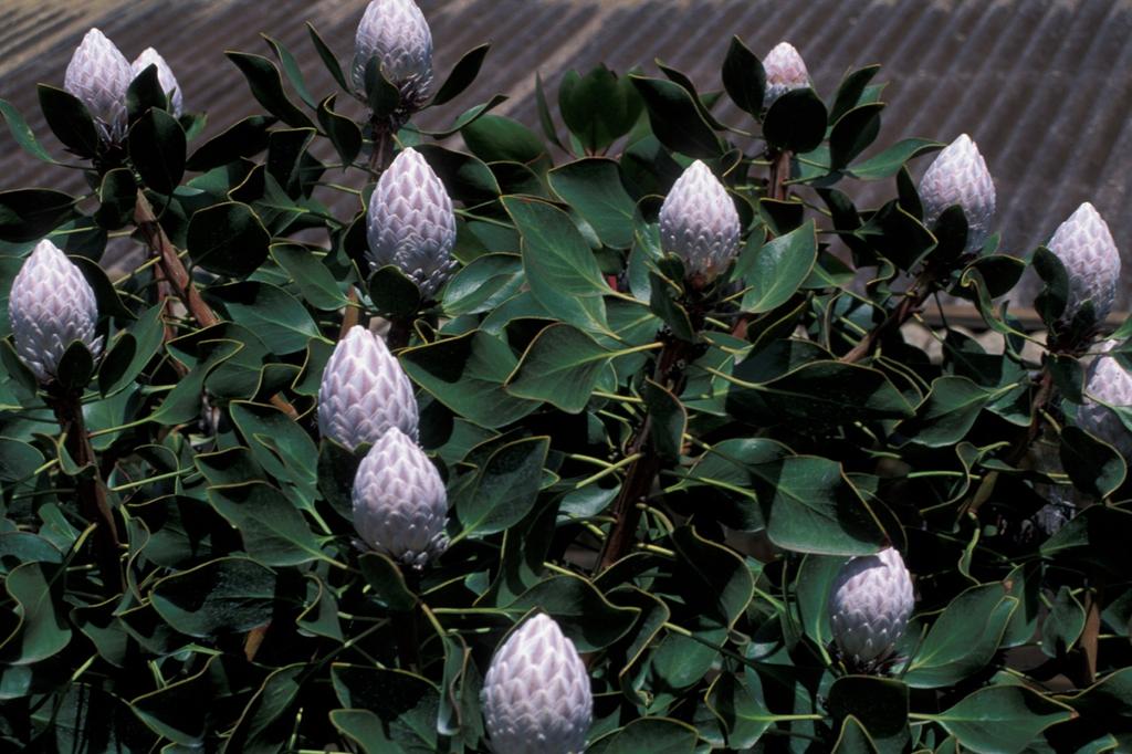 SAFLAX Giant King Protea - 5 семян - С горшечным субстратом для лучшего выращивания - Protea cynaroides