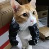 Yousheng Cat Muscle Arm 3D Printed Neck Arm with Muscle Pet Cosplay Costume Accessories for Halloween Birthday Party Supplies