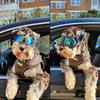 Очки Cool Pet Dog Goggles Dog Outdoor UV Protection Sunglasses Dog Accessories Защита глаз Водонепроницаемые ветрозащитные регулируемые ремни