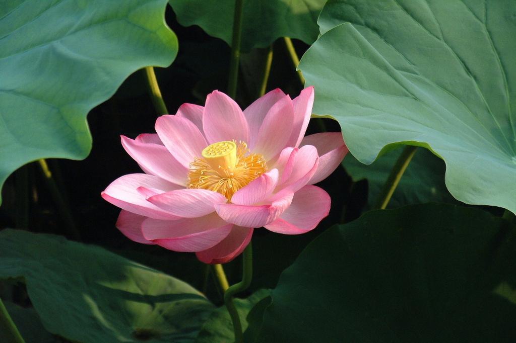 SAFLAX Garden in the Bag - Священный индийский лотос - 8 семян - С субстратом в подходящем пакете - Nelumbo nucifera