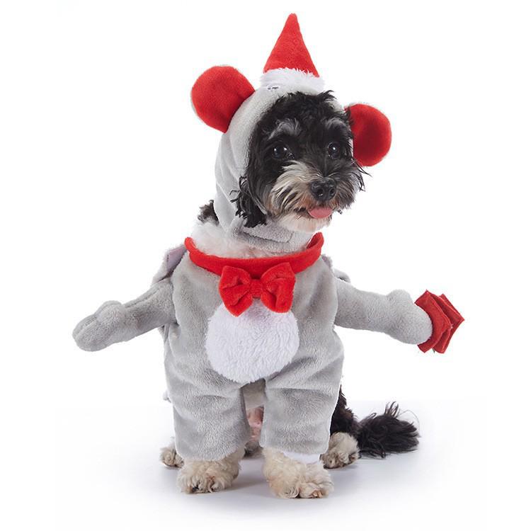 Funny Dog Halloween Costumes: Teddy Schnauzer Thor Transformation Outfit