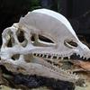 Simulation Resin Dinosaur Skull Ornaments Diy Aquarium Fish Tank Decoration