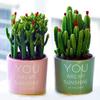 Easy-Care Succulent Arrangement: Wealth-Attracting Mountain Cacti & Flowers for Office or Living Room Décor