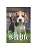 Книга Beagle : How To Train Your Dog and Raise from Puppy Correctly