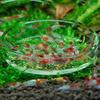 Clear Glass Shrimp Feeding Food Dish Feeder Tray Round Aquarium Feeding Bowls