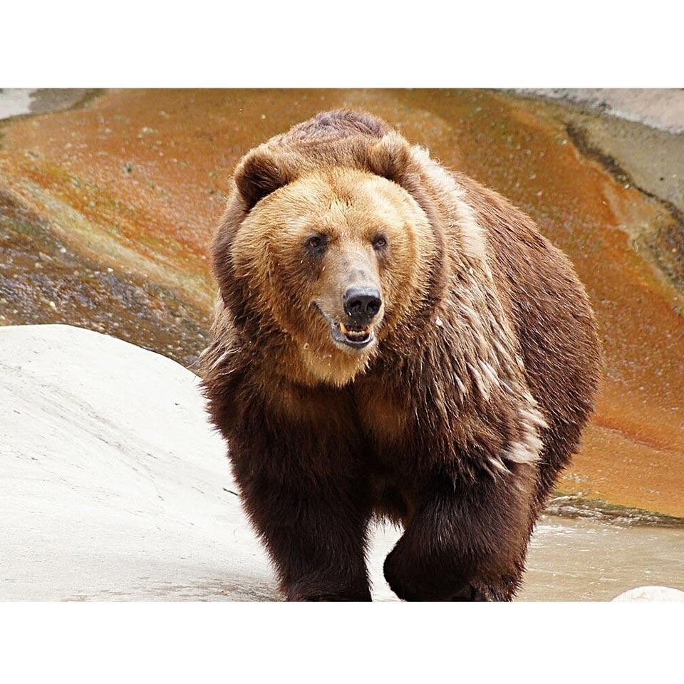 5D DIY Алмазная картина Медведь Набор для вышивки крестом Полный Круглый Алмазная вышивка Животное Мозаика Стразы Картина Домашний декор