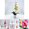 Synthetic Butterfly Orchid Bonsai With Pvc Material For Living Room And Office Decoration