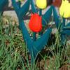 10pcs Gardening Landscaping Tulip Flower Garden Fence Plastic Flower Bed Fence Garden Fence  Outdoor