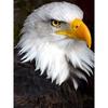 Орел Diy Картина Алмазная картина Полная круглая алмазная живопись
