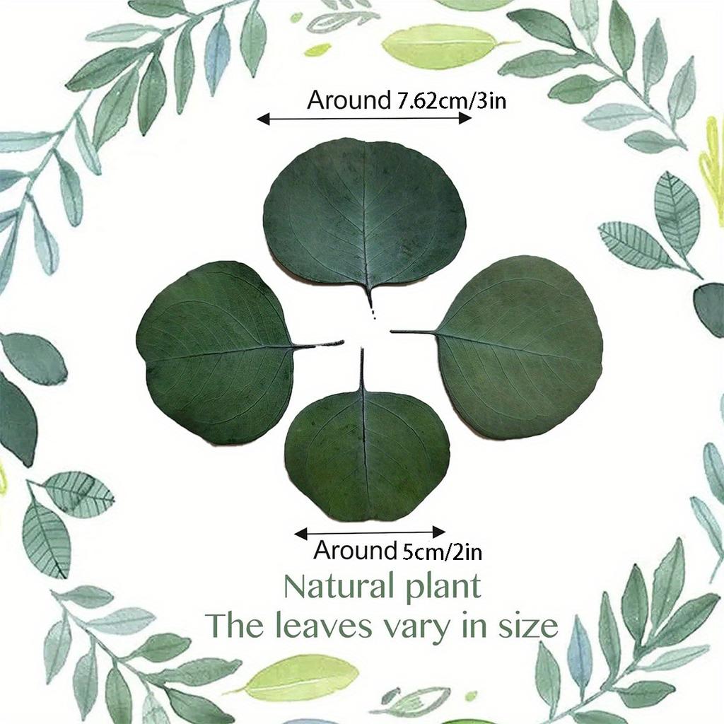 100 г сушеных настоящих листьев эвкалипта 100% натуральный серебряный доллар эвкалипт зеленые листья для свадебного венка своими руками украшение для детского душа торта(Около 200 шт.)