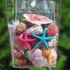 1 Bag Natural Seashells Mixed Ocean Shells Starfish Conch Various Sizes Seashells Set for DIY Crafts Beach Theme Party Fish Tank Filling