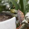 Decorative Small Turtle Pot Hanging Handmade Simulated Turtle Ornaments Pool Landscaping