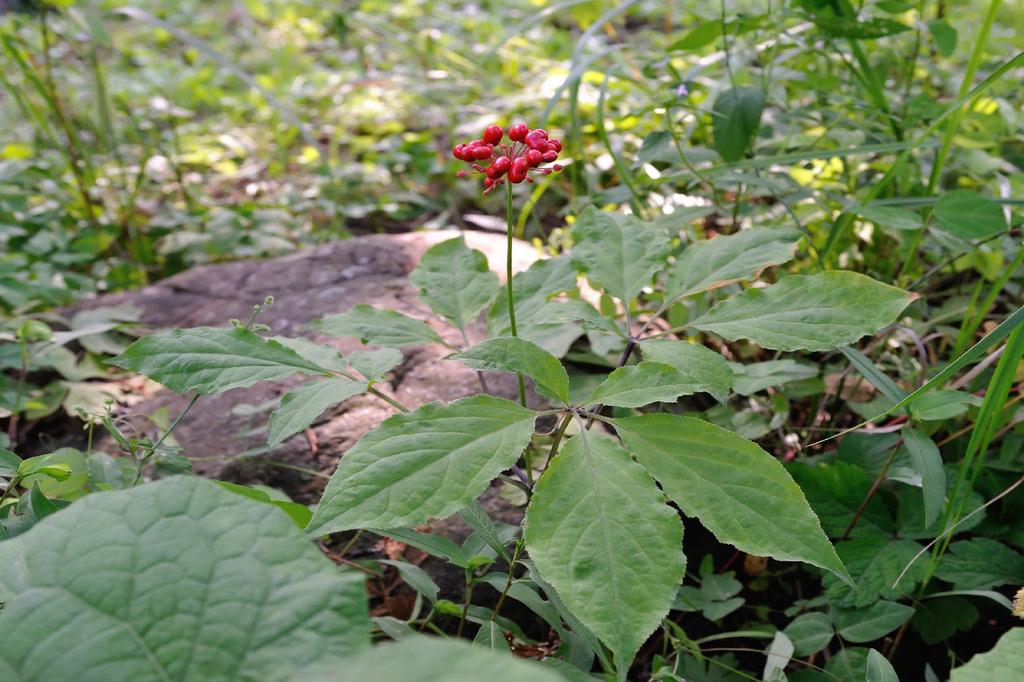 SAFLAX Garden in the Bag - Корейский женьшень - 10 семян - С субстратом в подходящем пакете-стойке - Женьшень Panax