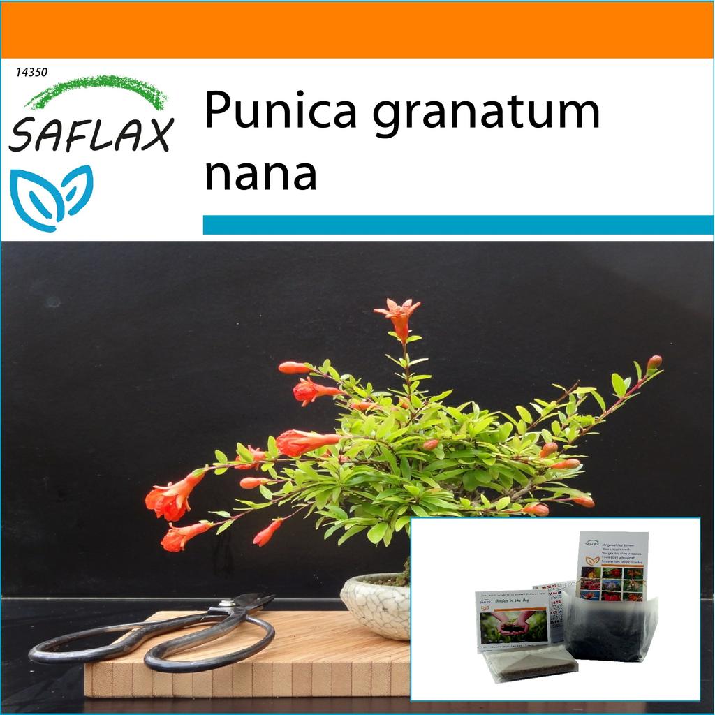 SAFLAX Garden in the Bag - Бонсай - Карликовый гранат - 50 семян - С субстратом в подходящем пакете-стойке - Punica granatum nana