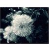 DIY Diamond Painting Cross Stitch Kits Black and White Dandelion Flower 5D Diamonds Embroidery