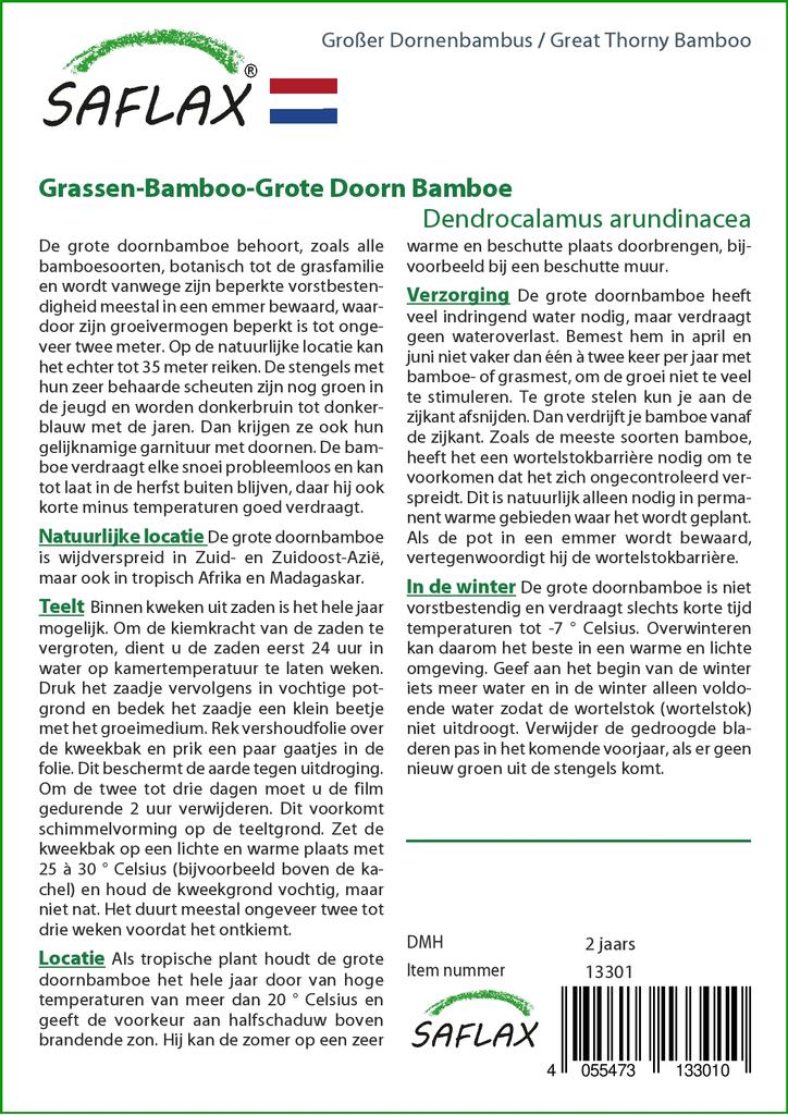 SAFLAX Бамбук большой колючий - 50 семян - Dendrocalamus arundinacea