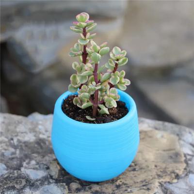 Суккулентный цветочный горшок Мини каменный шар Цветочный горшок Радужный горшок ПП смола Пластиковый горшок Горшки для растений Декоративные кашпо Горшки для растений