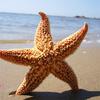 Yousheng 2Pcs Natural Dried Starfish Sea Star Beach Craft Wedding Party Home Decoration