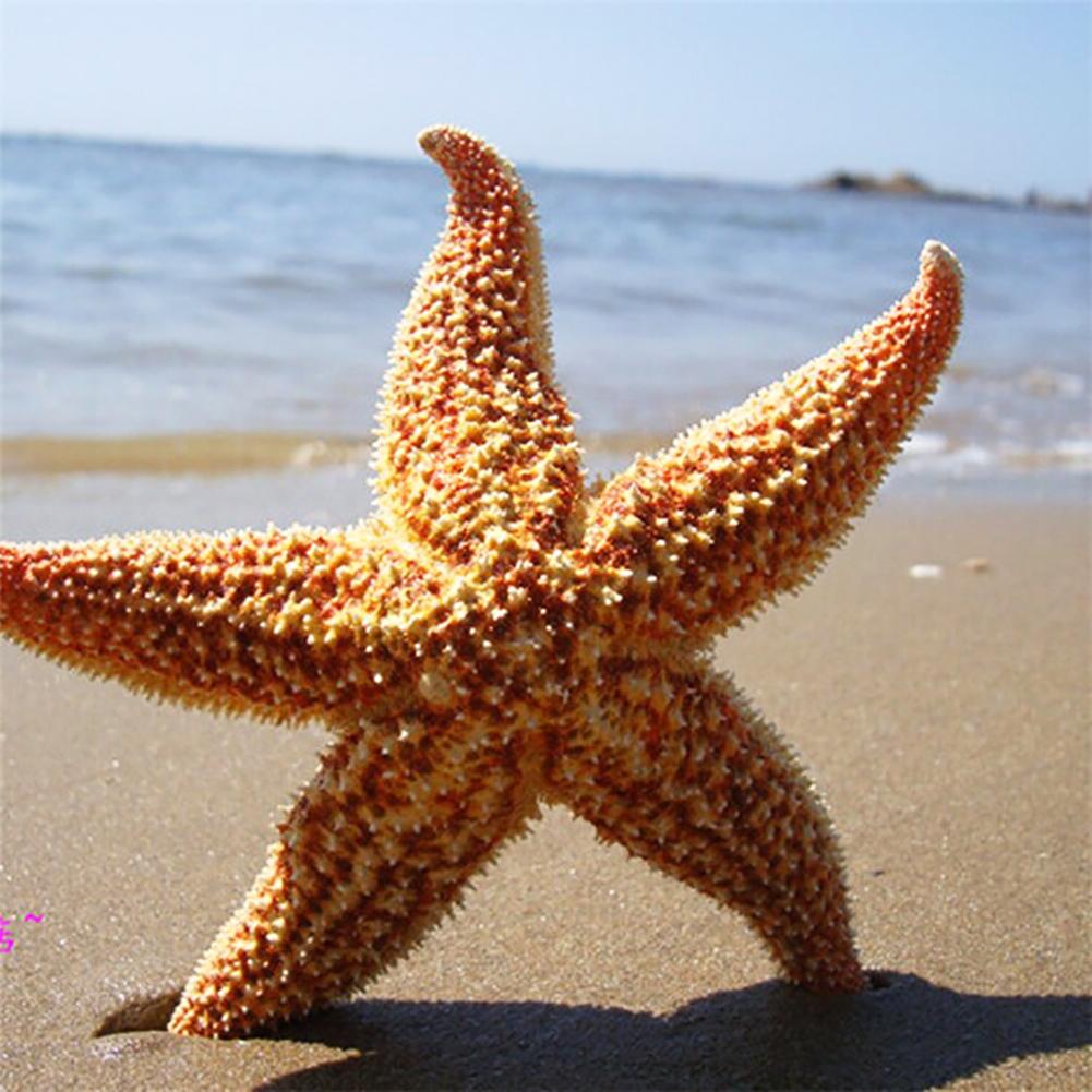 Yousheng 2Pcs Natural Dried Starfish Sea Star Beach Craft Wedding Party Home Decoration