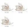 Large Natural Large Conch Shell 10-16cm Conch Shells Crafts Statue Fish Tank Decor  Home