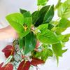 7 Heads Artificial Green Plants 33cm Green Leaves New Fake Plants  Garden Room Decoration