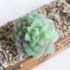 1Pc Artificial Succulent Plant Bonsai Stage Garden Home Party Desktop Decoration