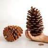 15cm American Pine Cone Christmas Window Ornament Home Decoration DIY Dried Flower Material.