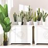 Nordic Green Cactus Potted Plant for Indoor Desert Decor and Mall Window Landscaping