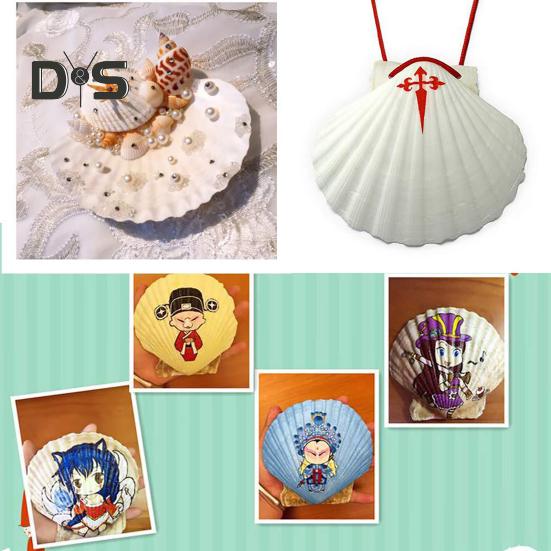 10Pcs Natural Scallop Shells DIY Crafts Theme Party Decor Bright White Seashells Jewelry Christmas Decoration