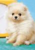 EPOCH 108-Piece Jigsaw Puzzle Animals Pets Puppy Pomeranian Fuzzy 18.2×25.7cm 01-071 with Adhesive Spatula Ticket